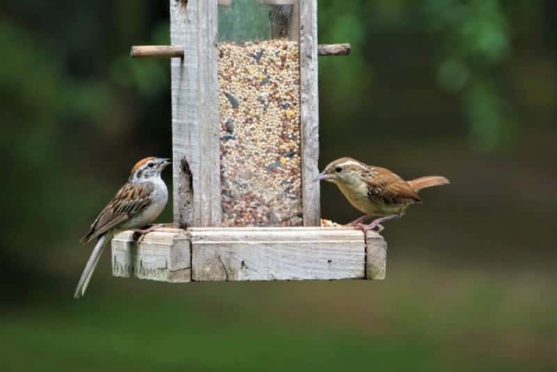 Carolina birds eating in the bird feeder