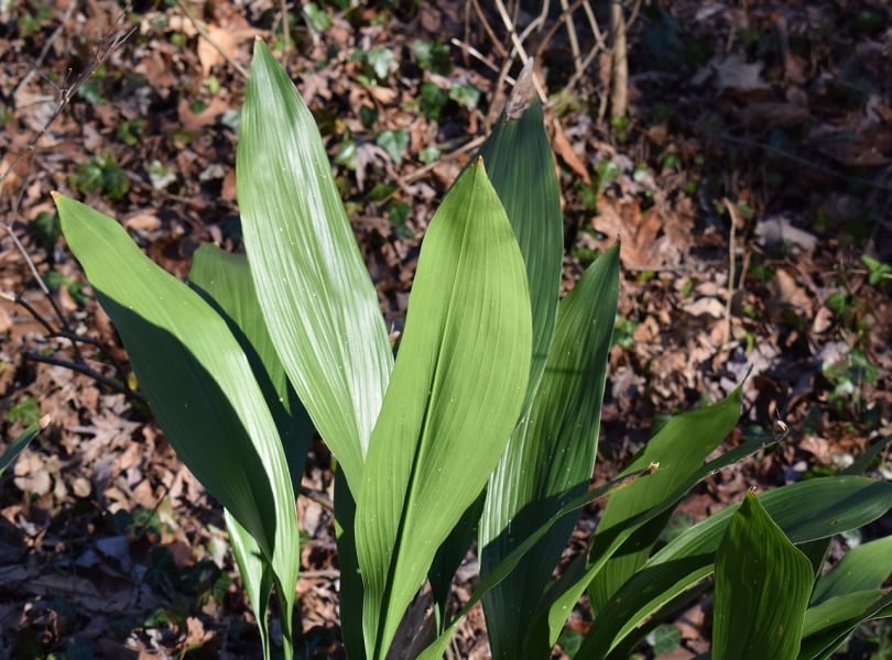 Cast iron plant in the wild