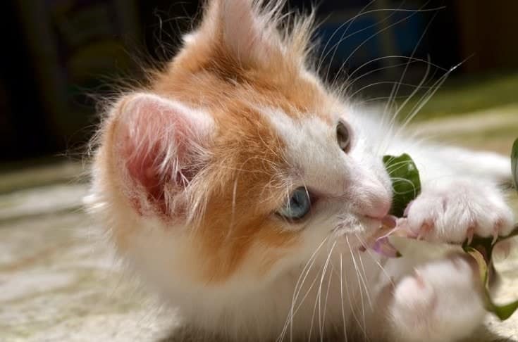 Cat Biting Plant