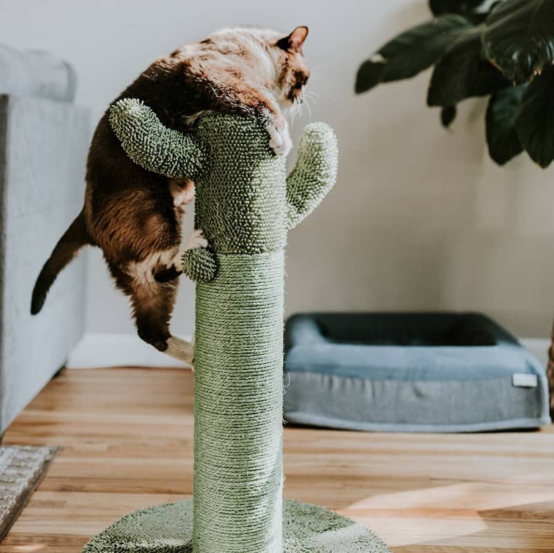 Cat Cactus Post