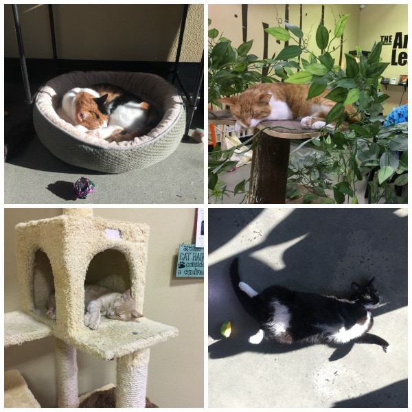 orlando-cat-cafe