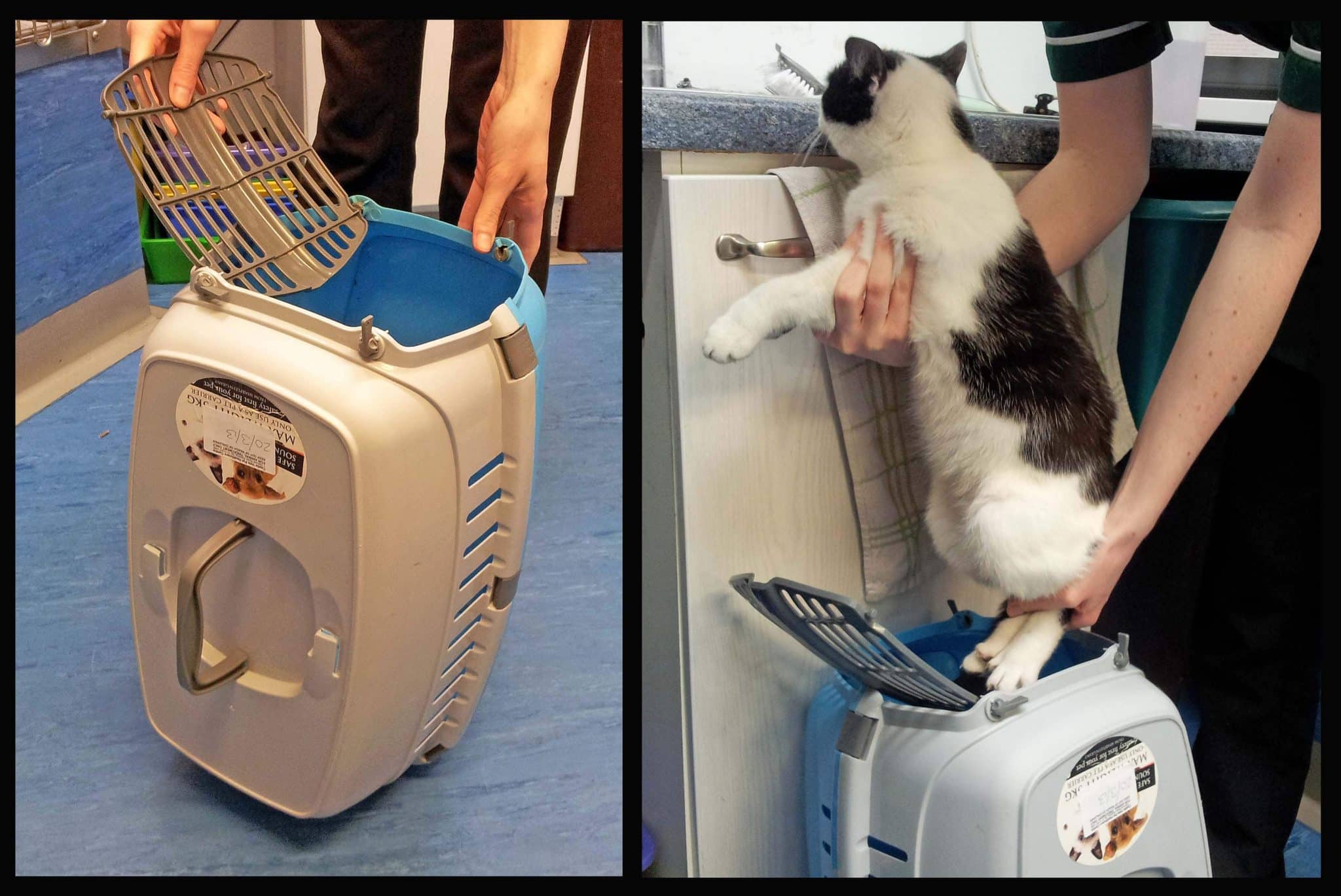 how to get your cat into carrier