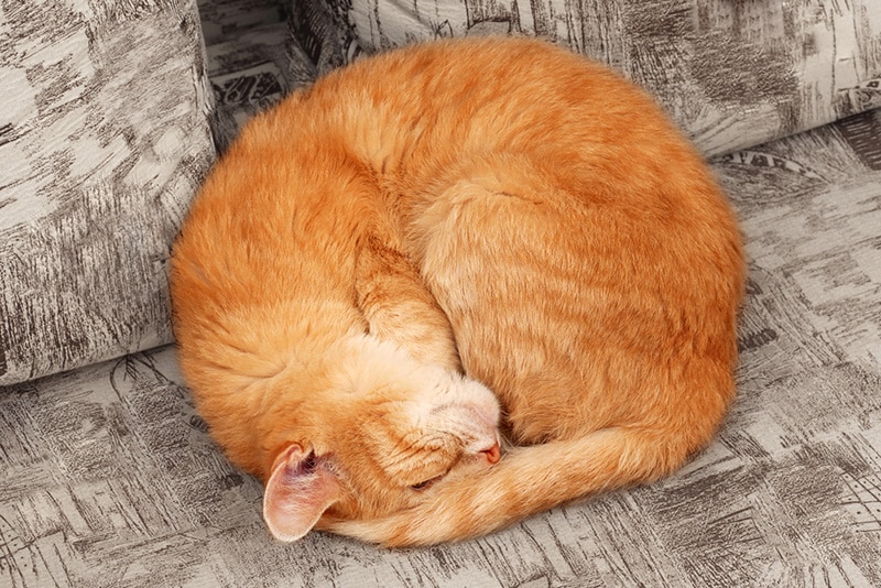 Cat Curl Up Sleeping