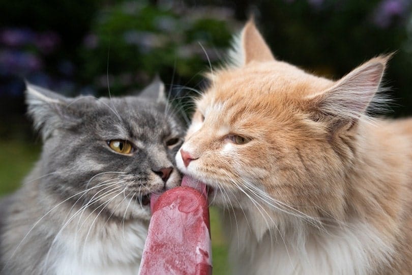 Cats Eating a Popsicle