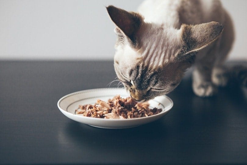 cat eating tuna on a plate