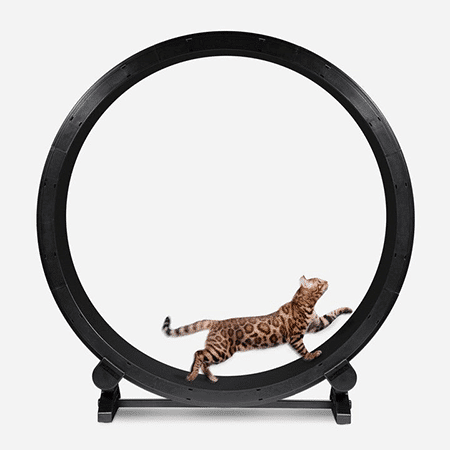 Cat Exercise Wheel