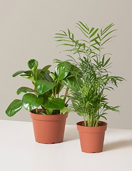 Cat-Friendly Plant Bundle by The Sill