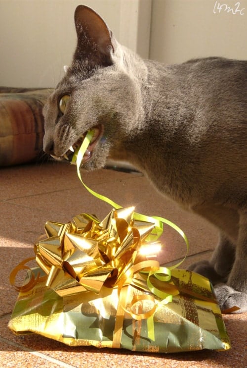 Cat Gift Unwrap by love 4 my 2 cats