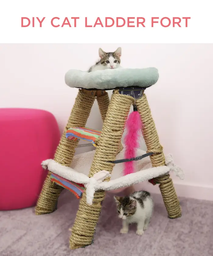 Cat Ladder Jungle Gym by buzz feed 