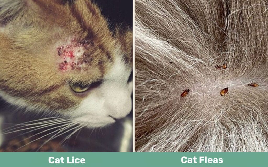 Cat Lice vs Cat Fleas side by side