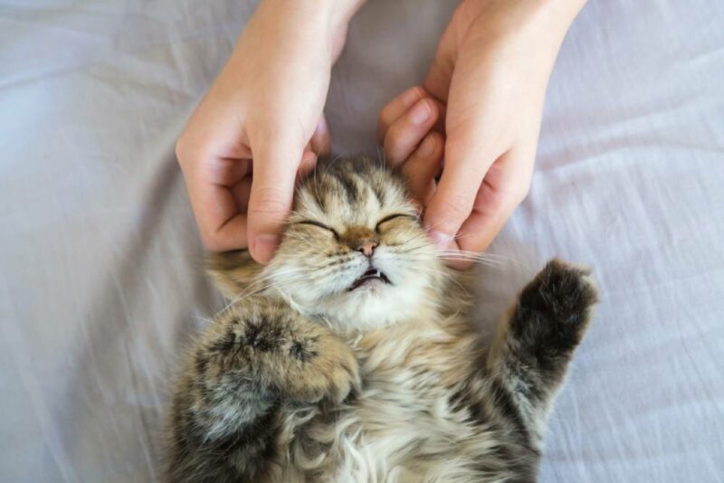 Cat-Massage