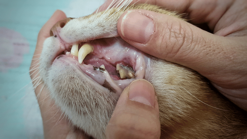 Cat Mouth Teeth