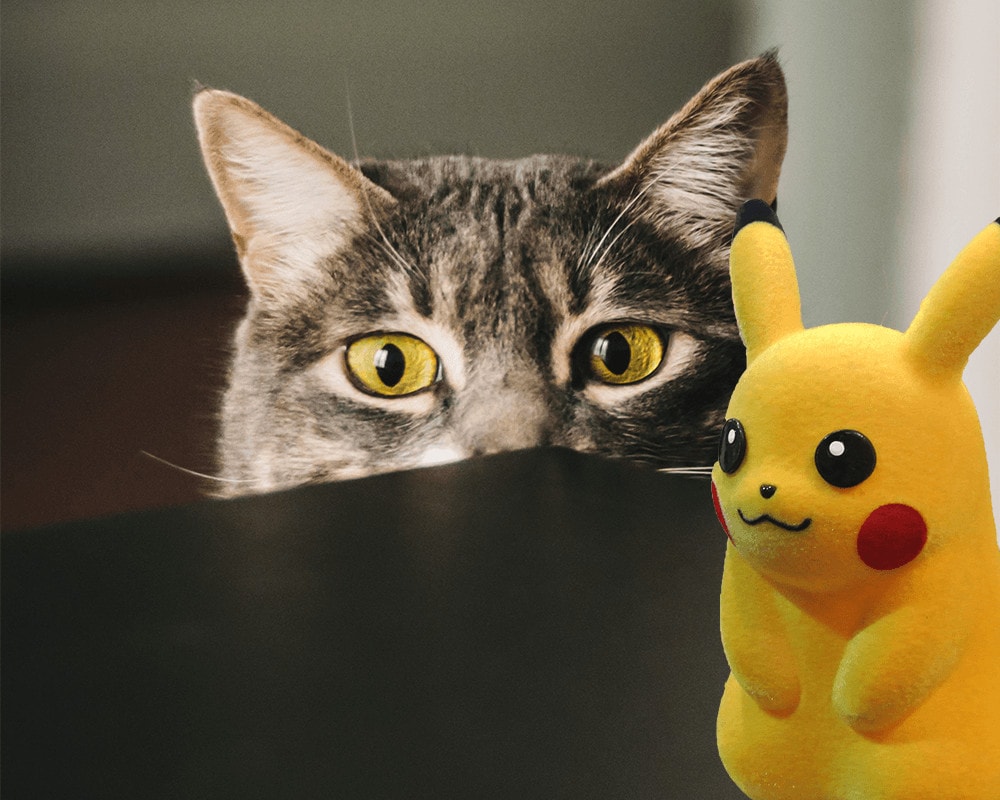 cat with pikachu