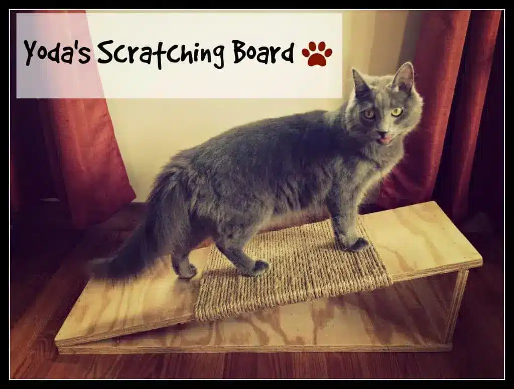 Cat Scratching Board by The Fluffy Kitty