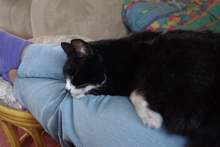Cat Sleeping Between Legs