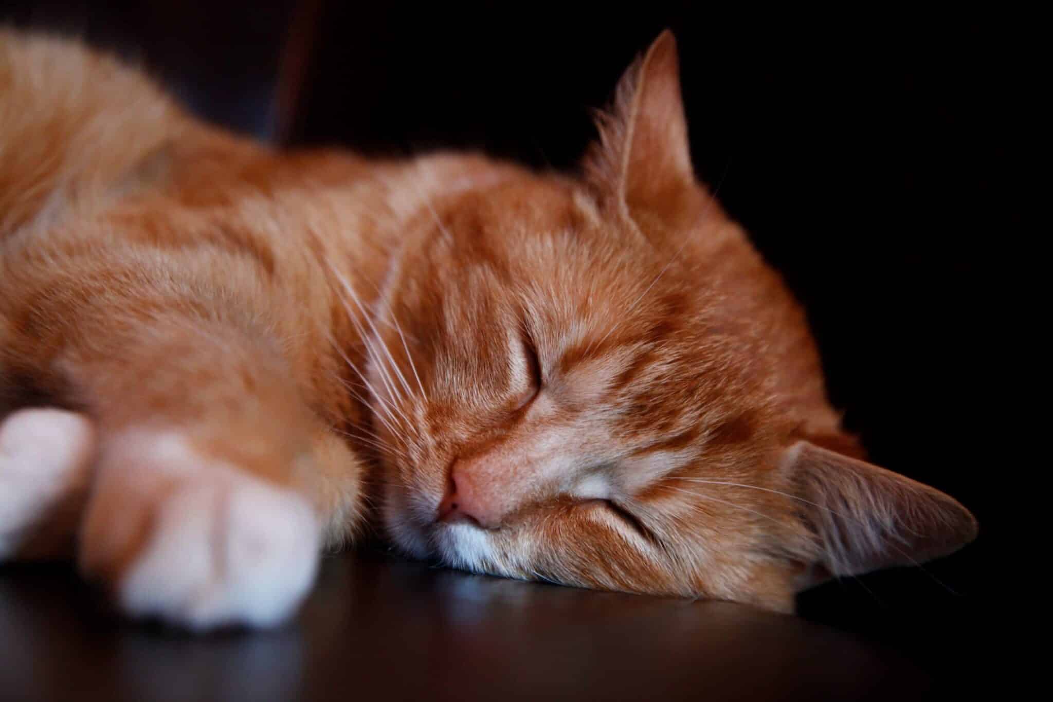 Orange cat sleeping