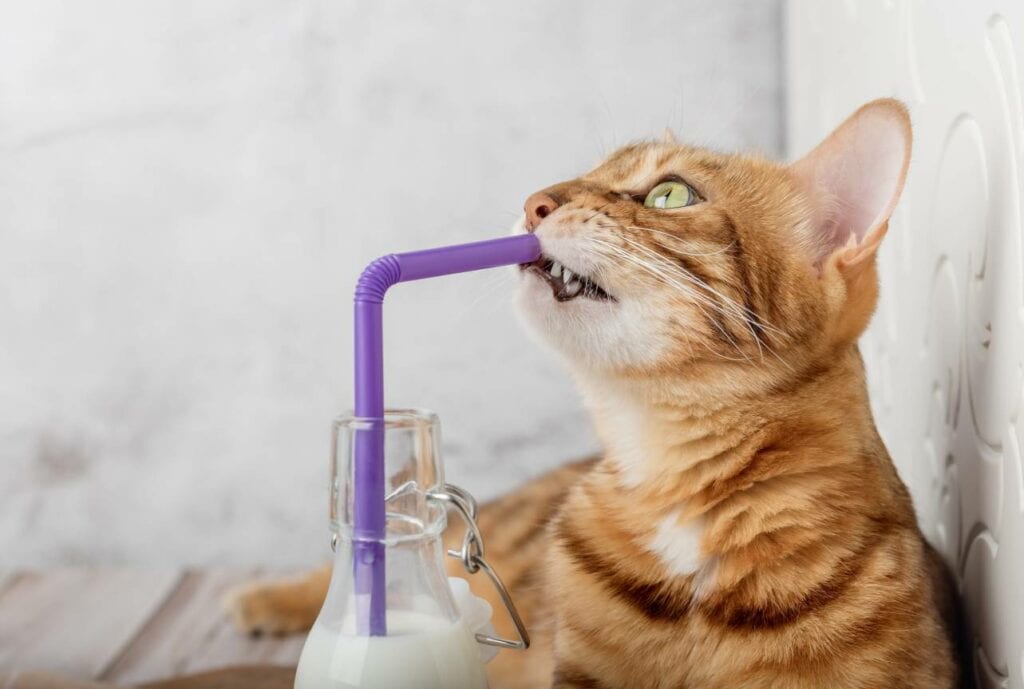 Cat Straws