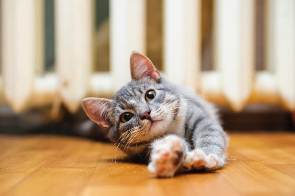 Cat streching while scratching the floor