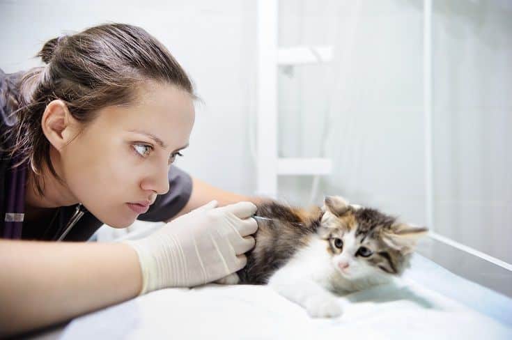 Cat Vet