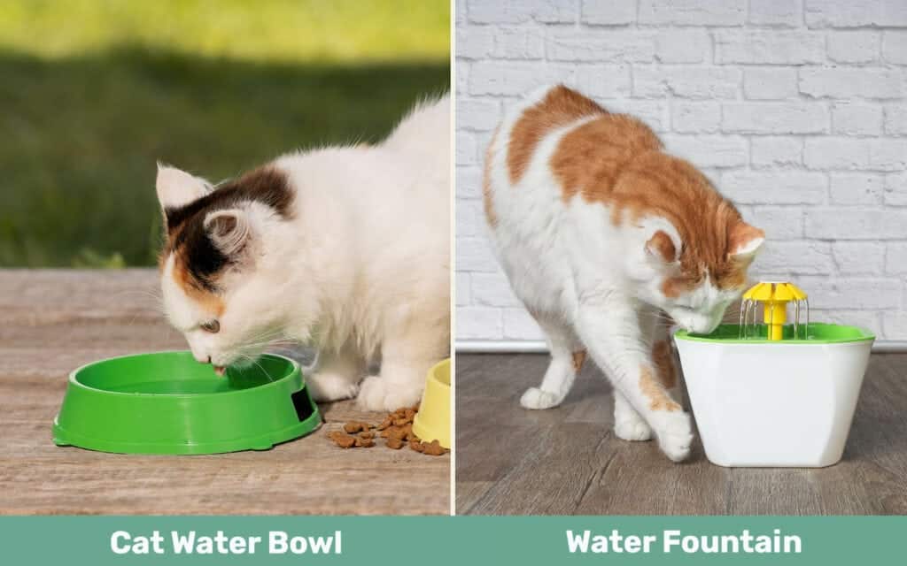 Cat Water Bowl vs Fountain side by side