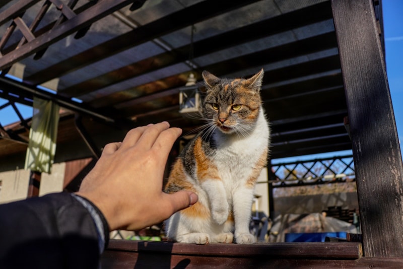 Cat about to attack mailman