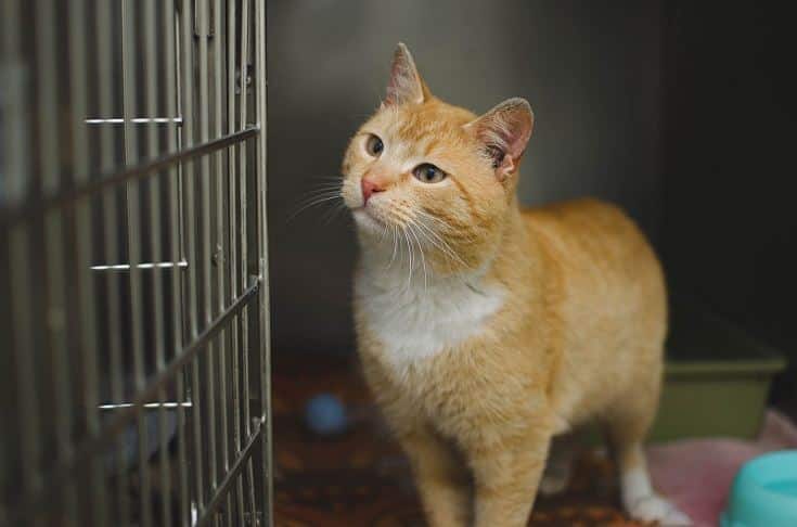 Cat afraid of cage