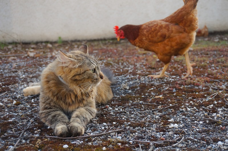 Cat and Chicken