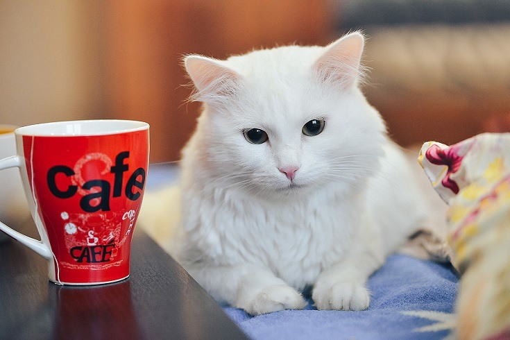 Cat and Tea