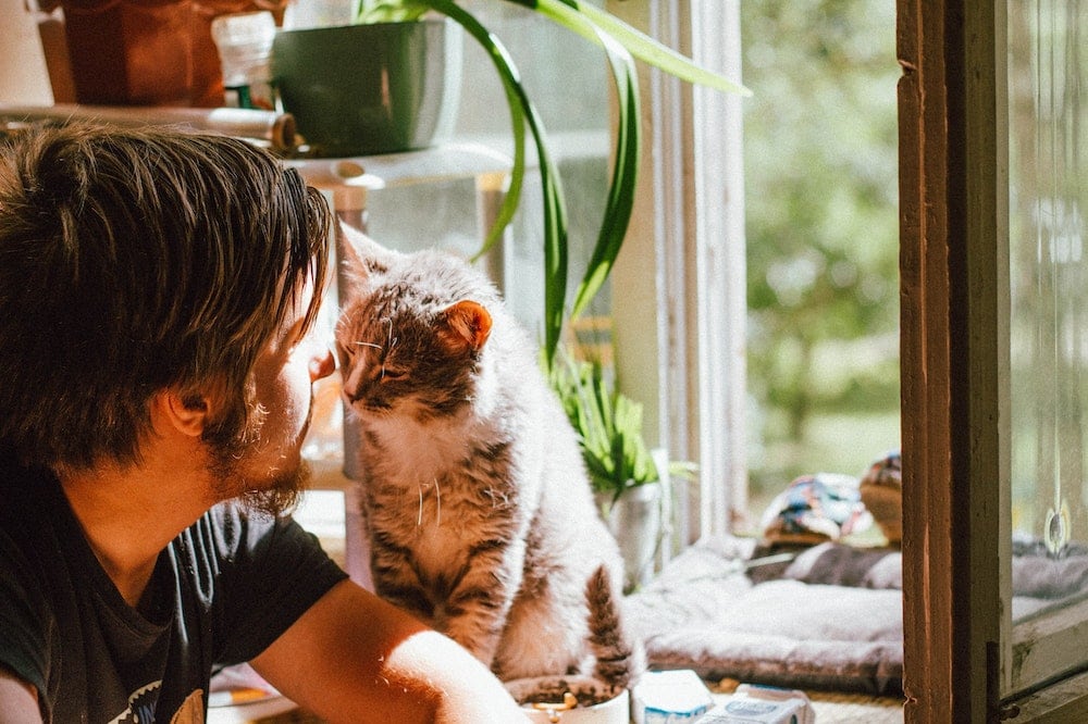 Cat and a man near a window