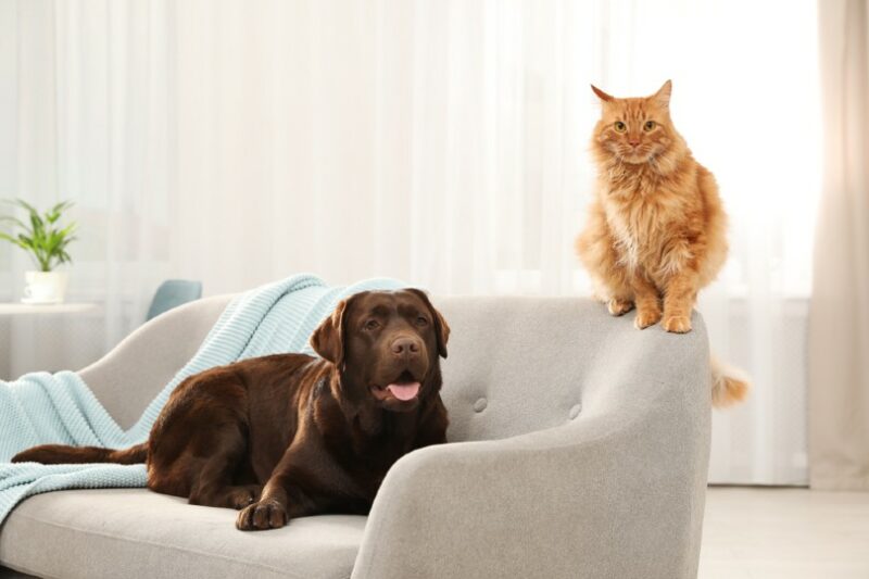 Cat-and-dog-together-on-sofa-indoors