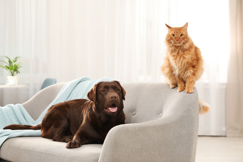 Cat and dog together on sofa indoors