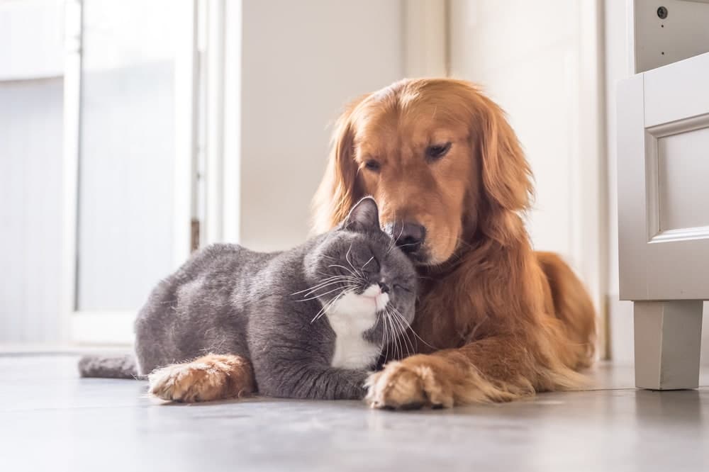 Cat and Golden Retriever dog cuddling