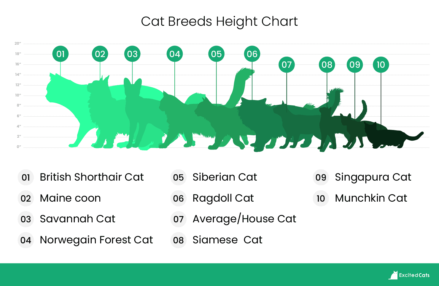 Cat breed size chart