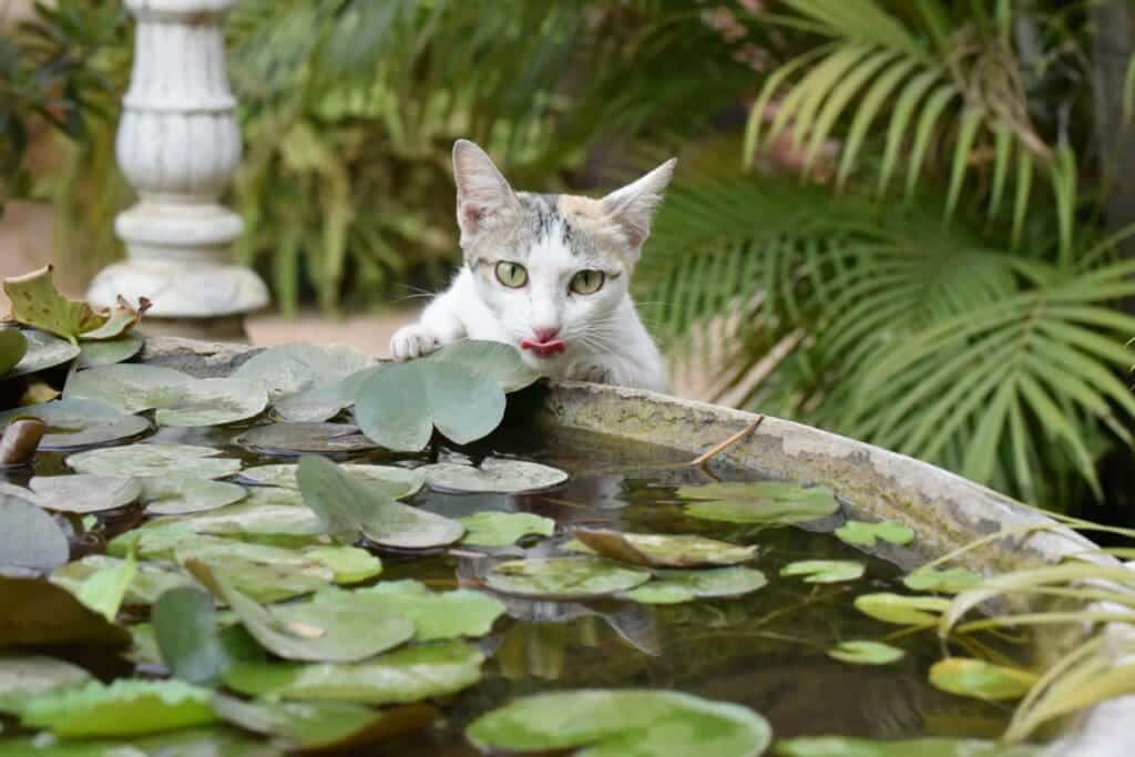 Cat drink water fountain