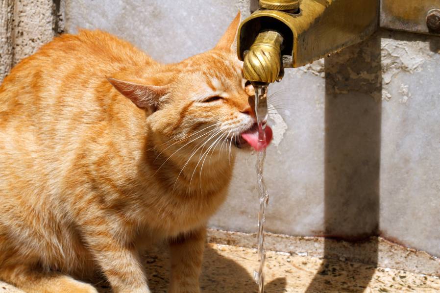 Cat drink water fountain