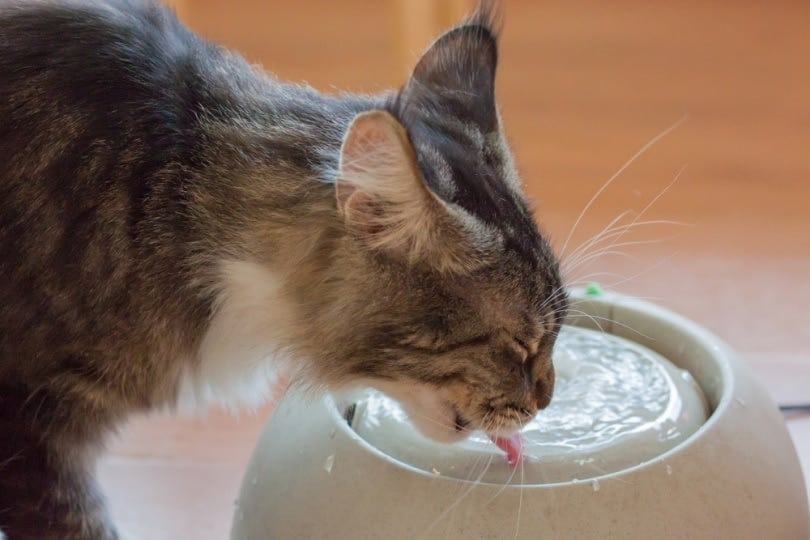 Cat drinking from ceramic bowl