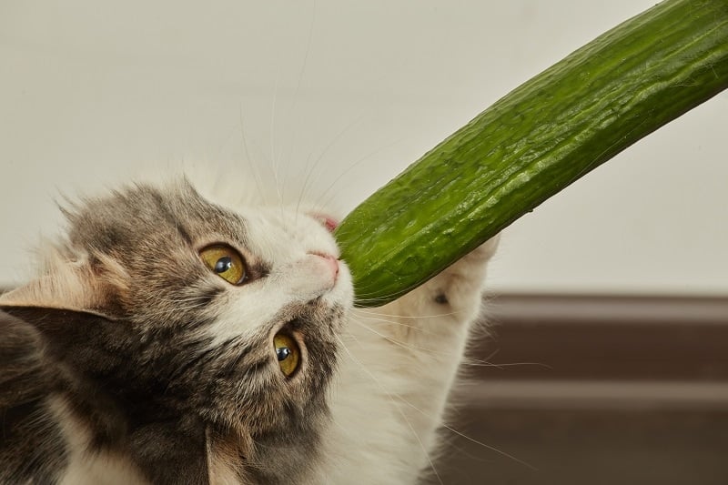 Cat eating cucumber