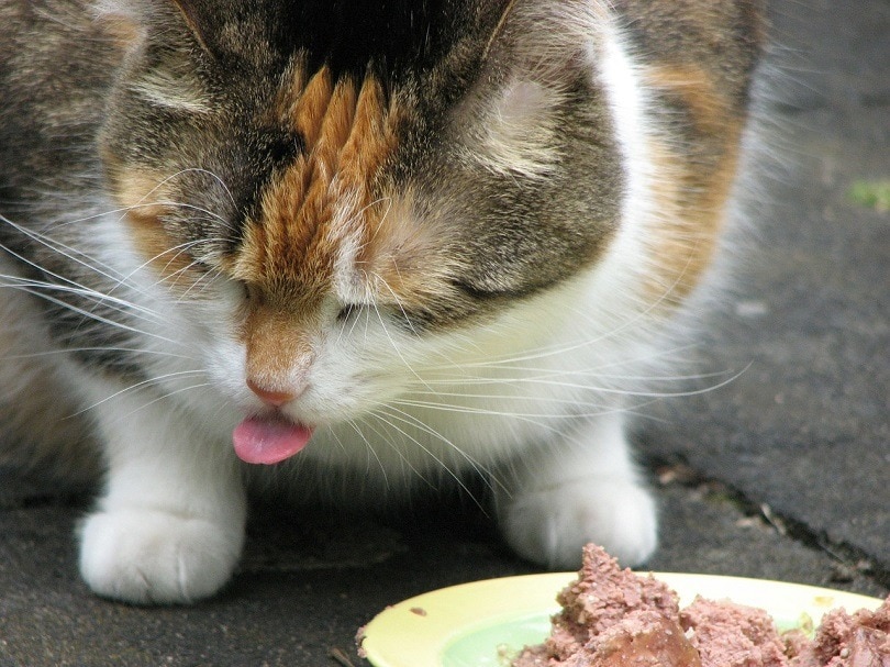 Cat eating food