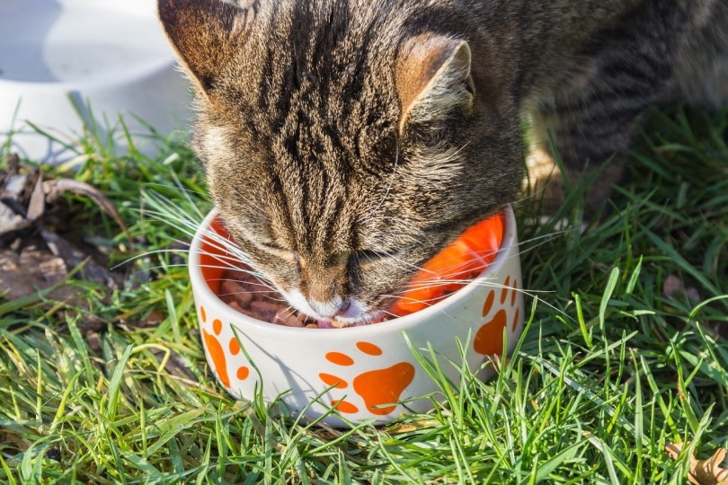 Cat eating from a bowl