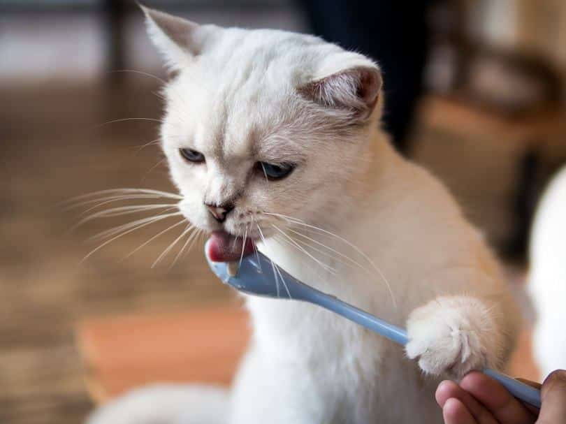 Cat eating from a spoon_ratt_anarach_shutterstock
