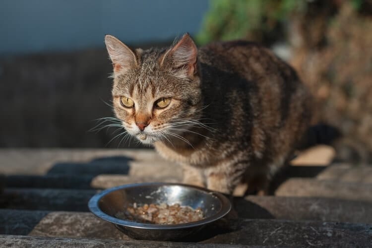 Cat eating homemade food outside