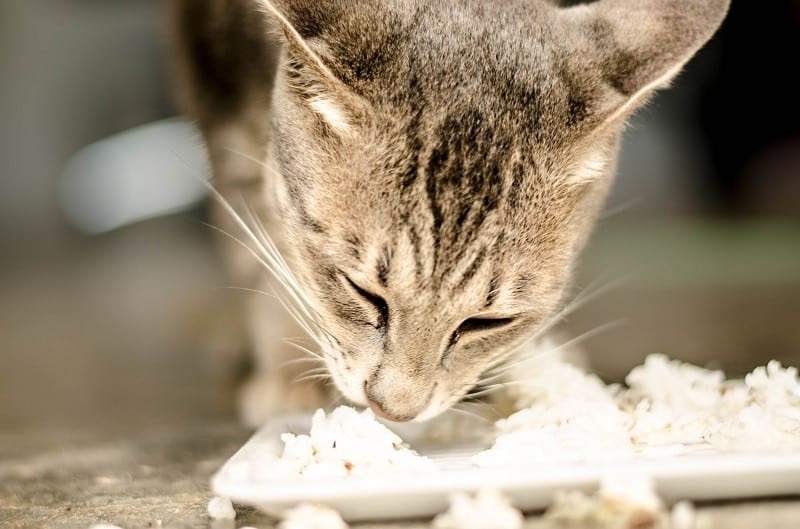 Cat eating rice