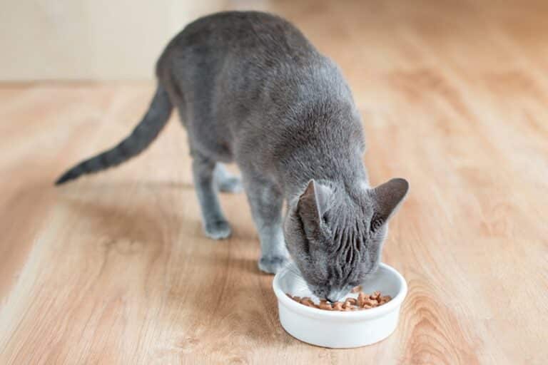 Can You Buy Cat Food With Food Stamps? Important Care Facts Catster