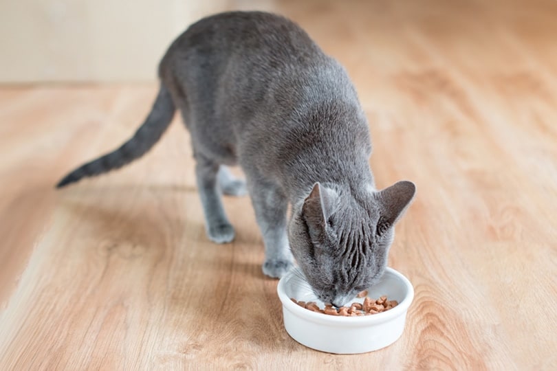 Cat eating wet food from white bowl on wooden floor