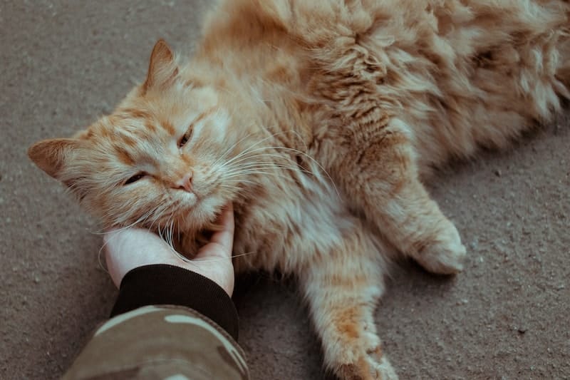 Cat getting chin scratched