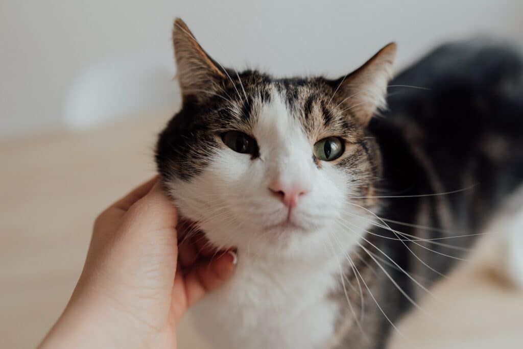 Cat getting chin scratches