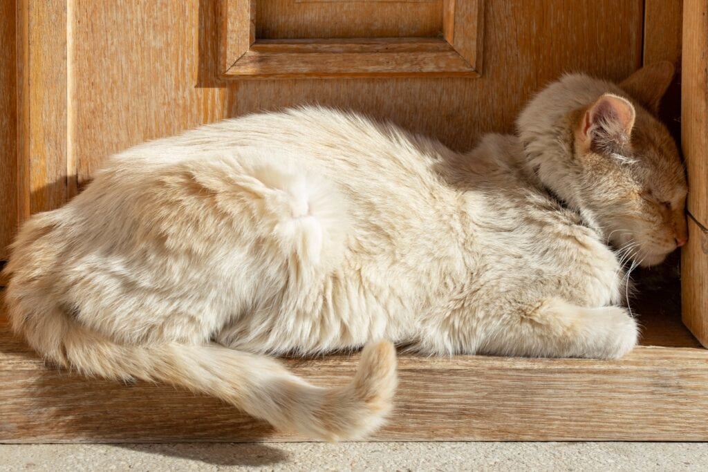 Cat head against the wall