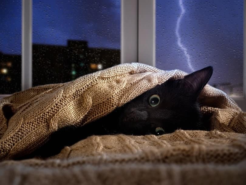 Cat hiding under the blanket