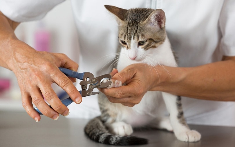 Cat in a veterinary clinic hairdresser cutting nails