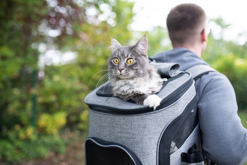 Cat in bag cat carrier